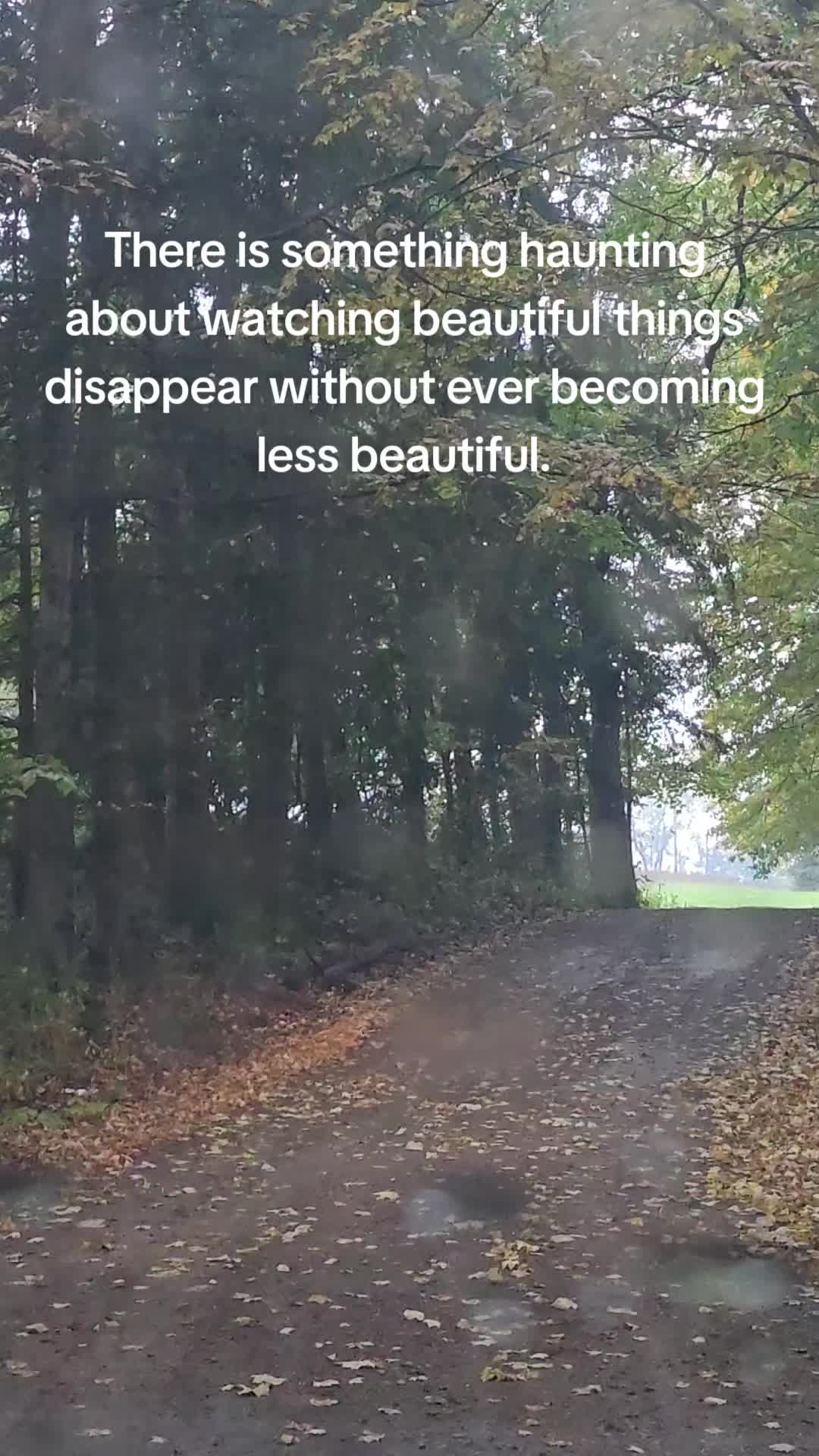 @amber83eternalroot