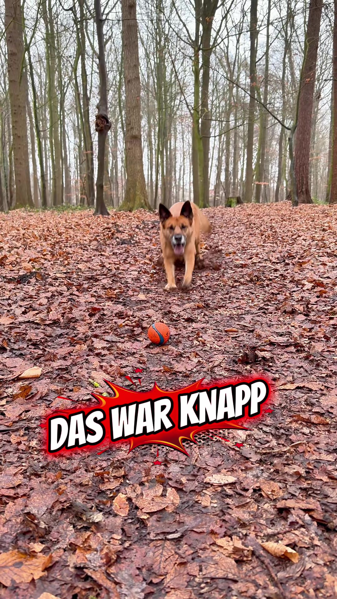 @INSAbenteuerHund