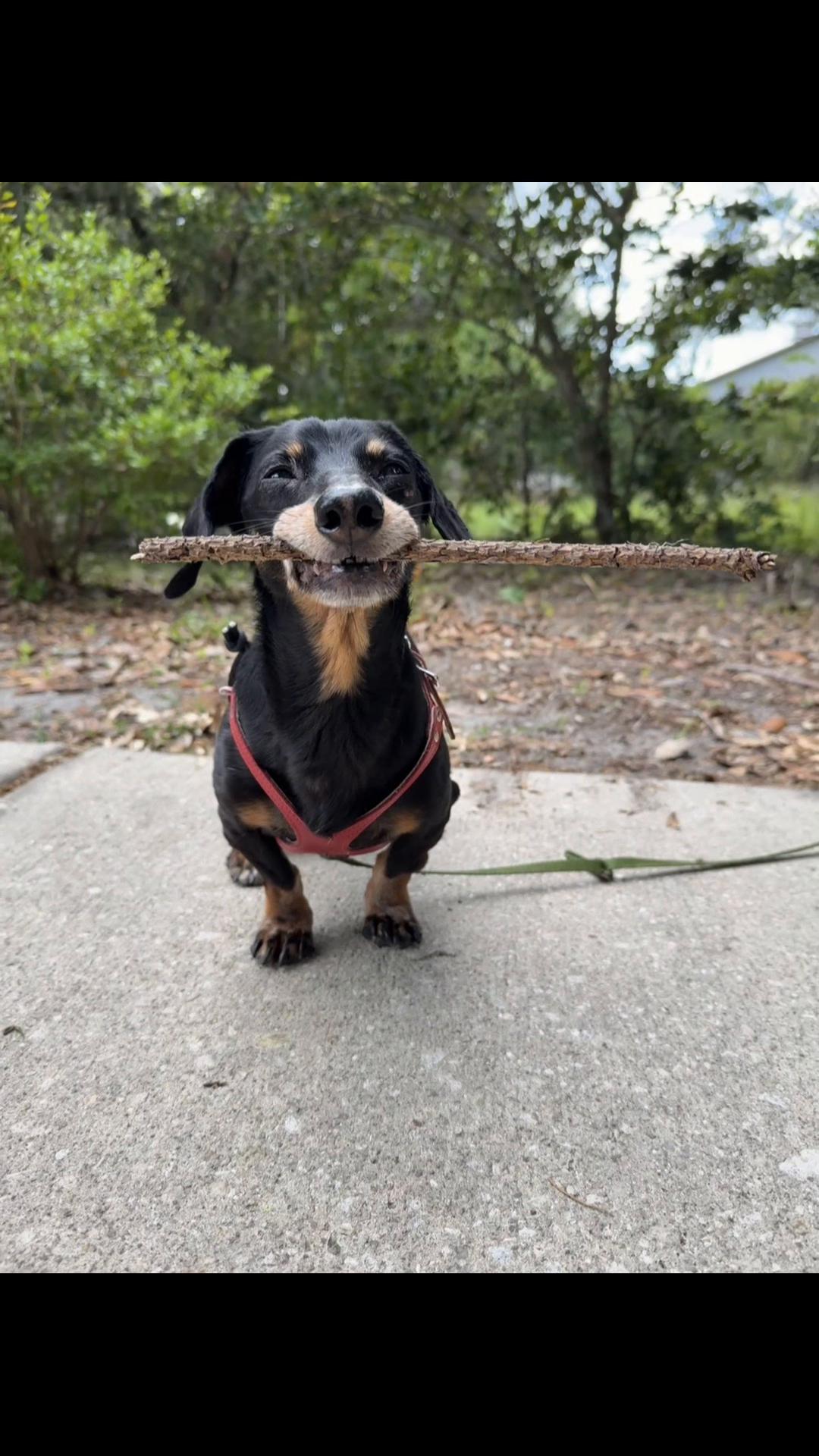 @Crusoe the Dachshund