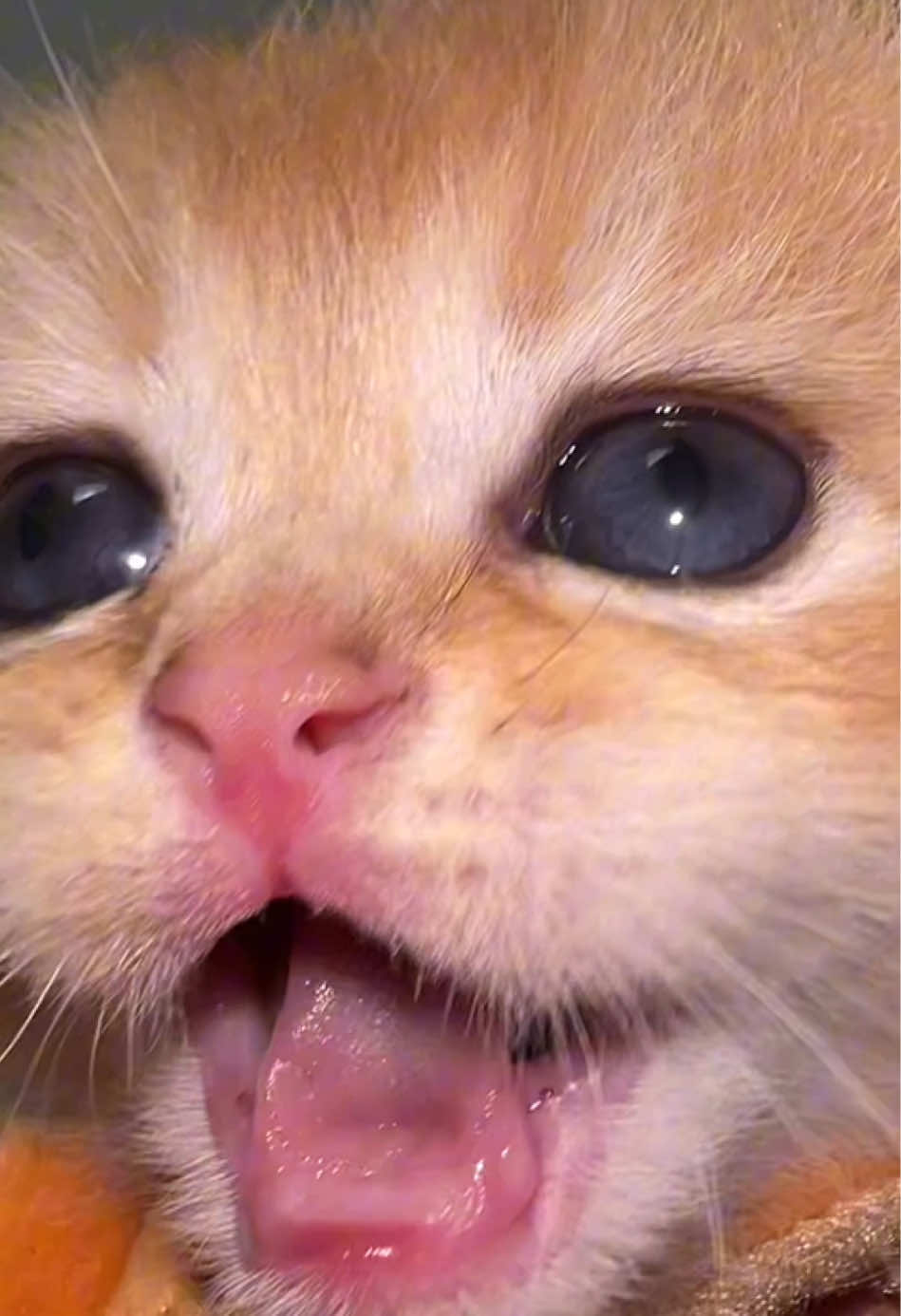 @Soothing Cats😻