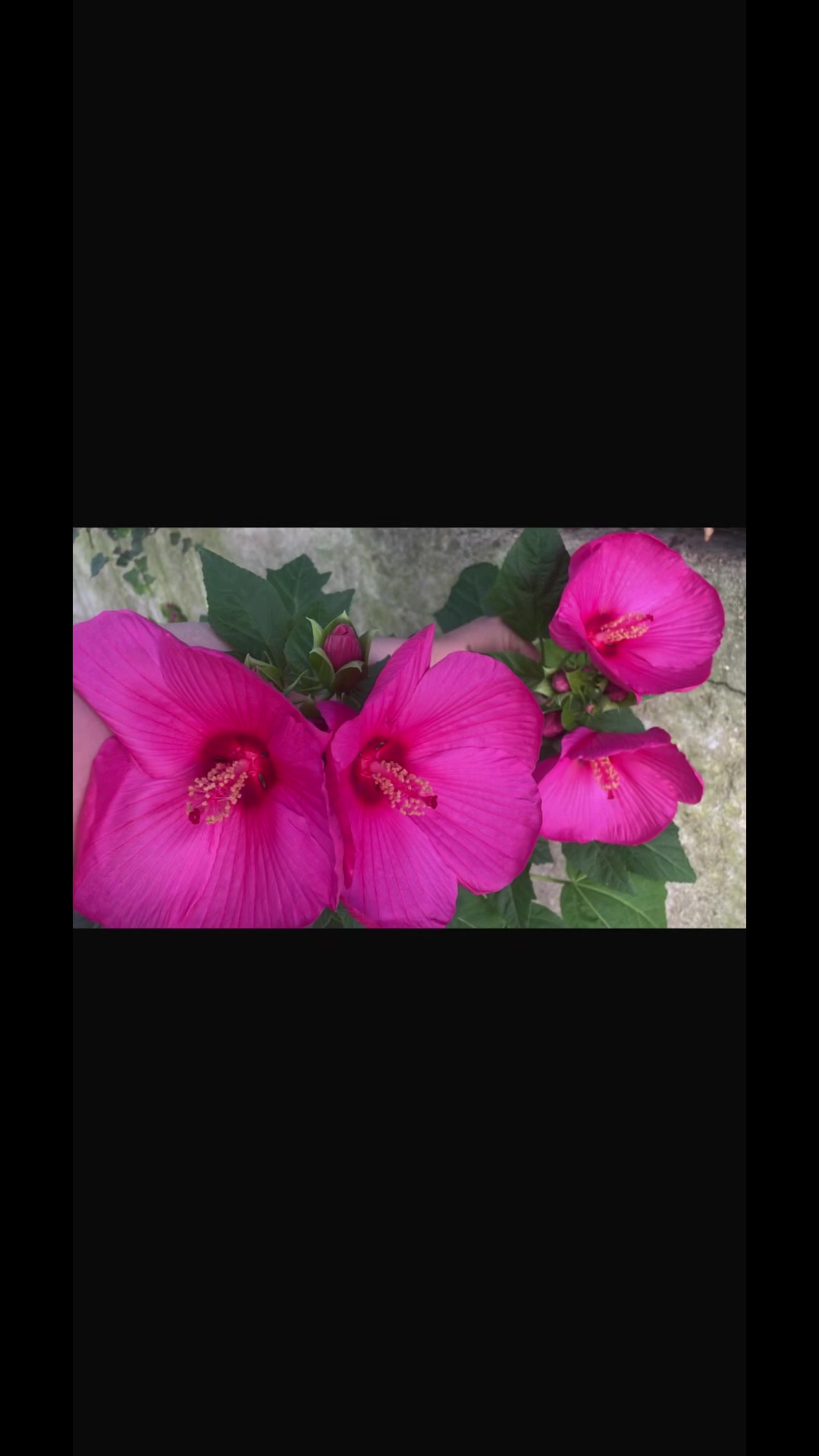@lakadoja