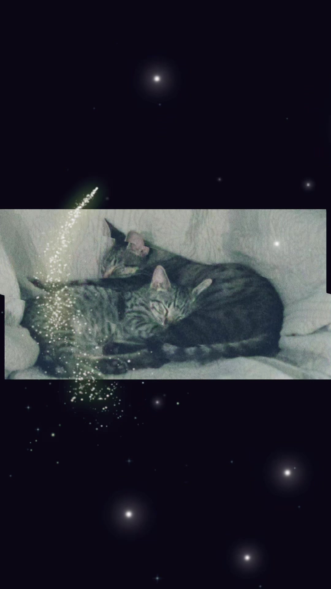 @purrrmeow