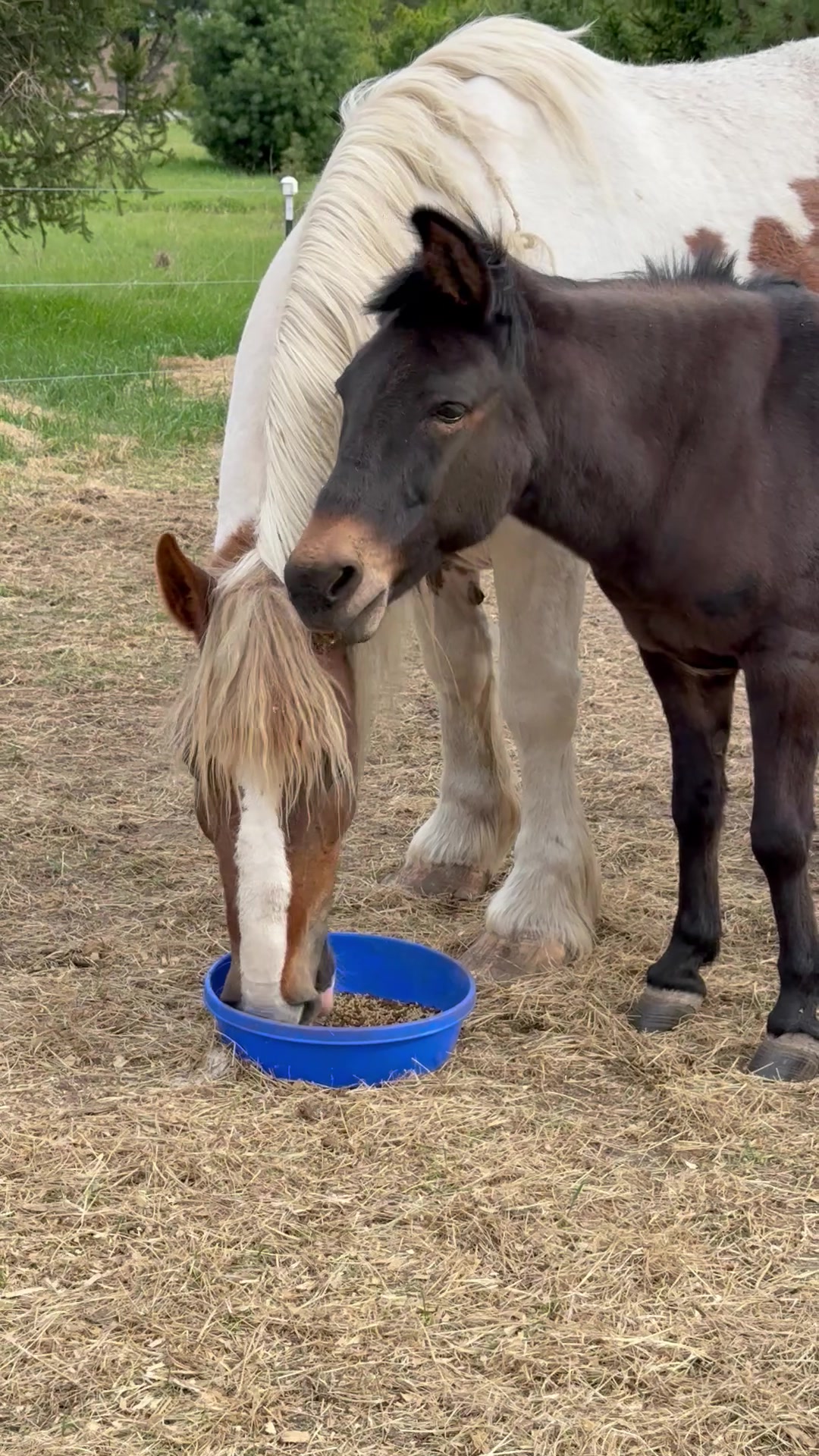 @Safe Place Pastures, Inc.