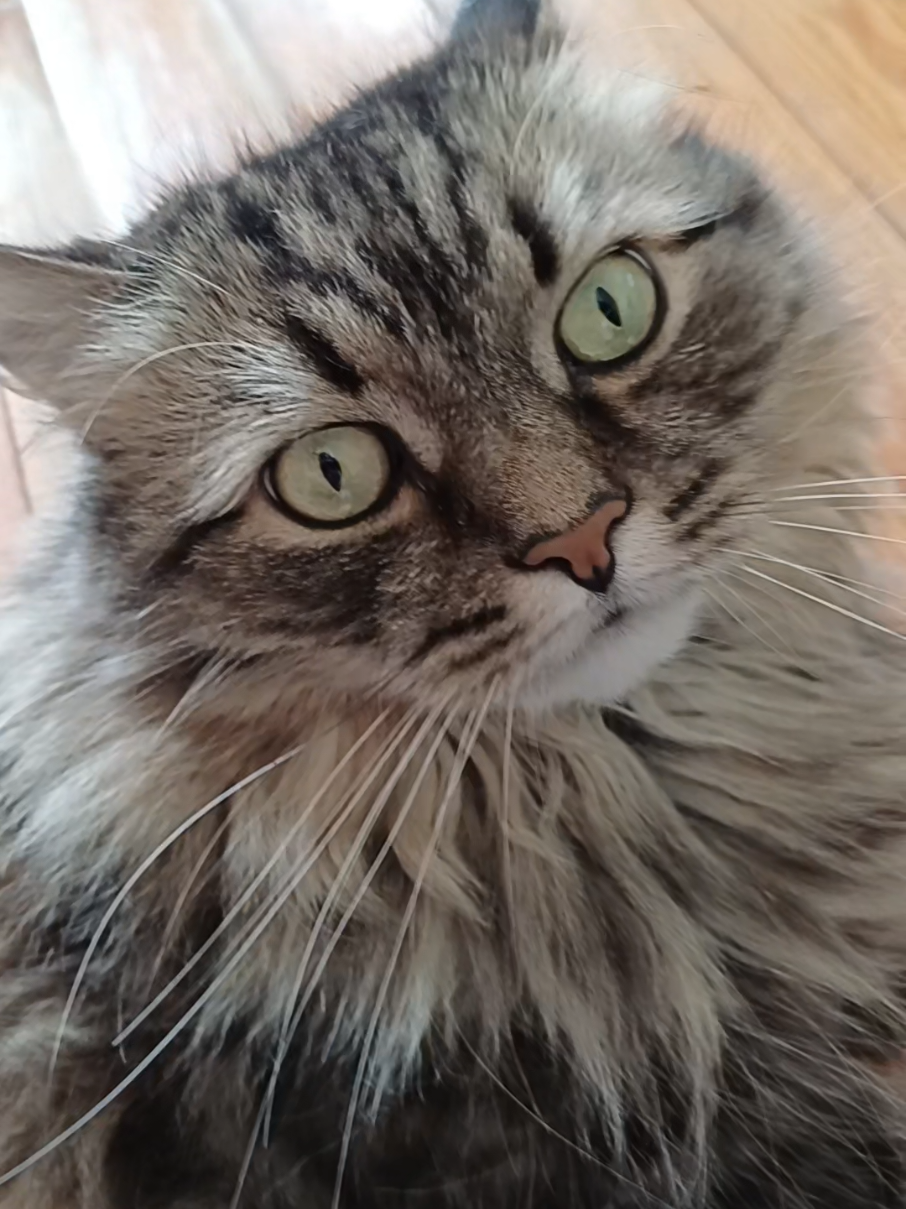 @cat_bayun_