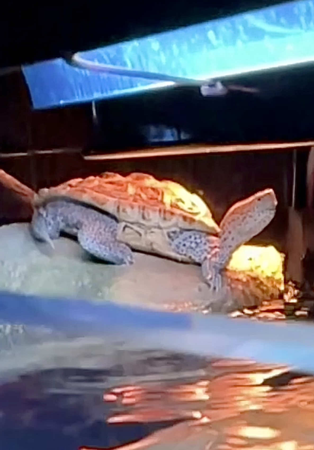 @Tommys_reptiles