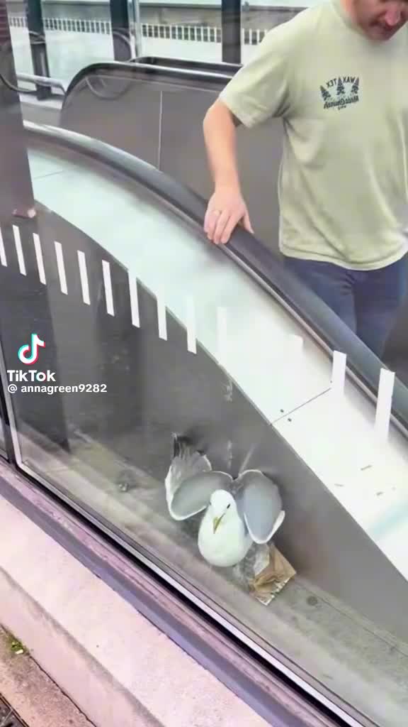 @blancapavon575