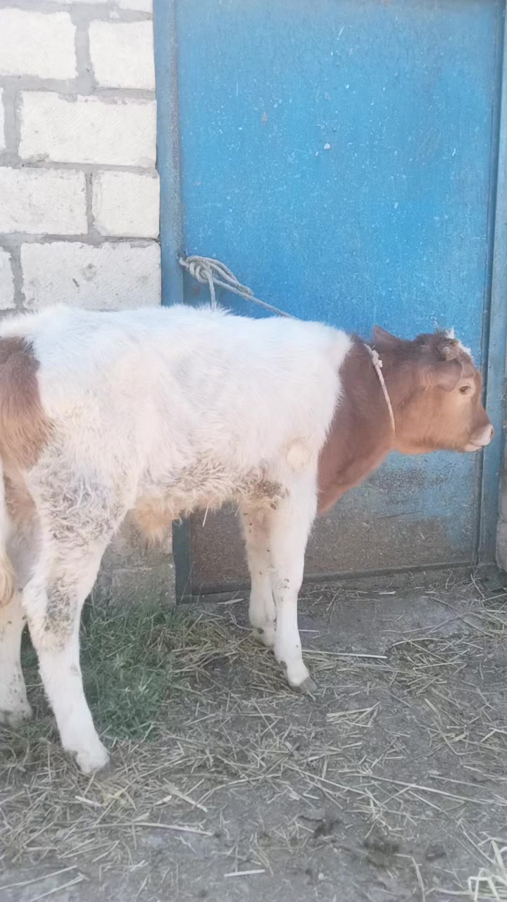 @Сарван 02