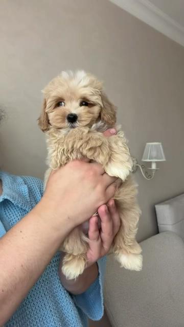@Maltipoo Puppy Place
