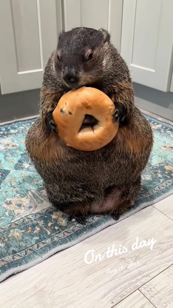 @Wilbur the Woodchuck