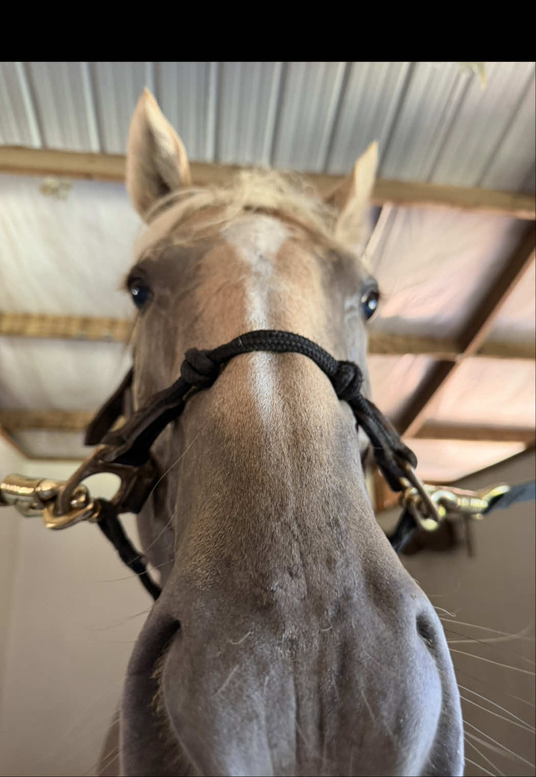 @corderoequine
