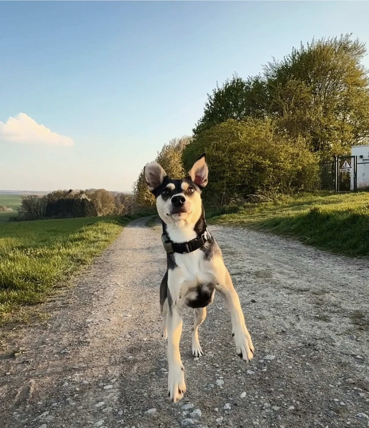 @🐾