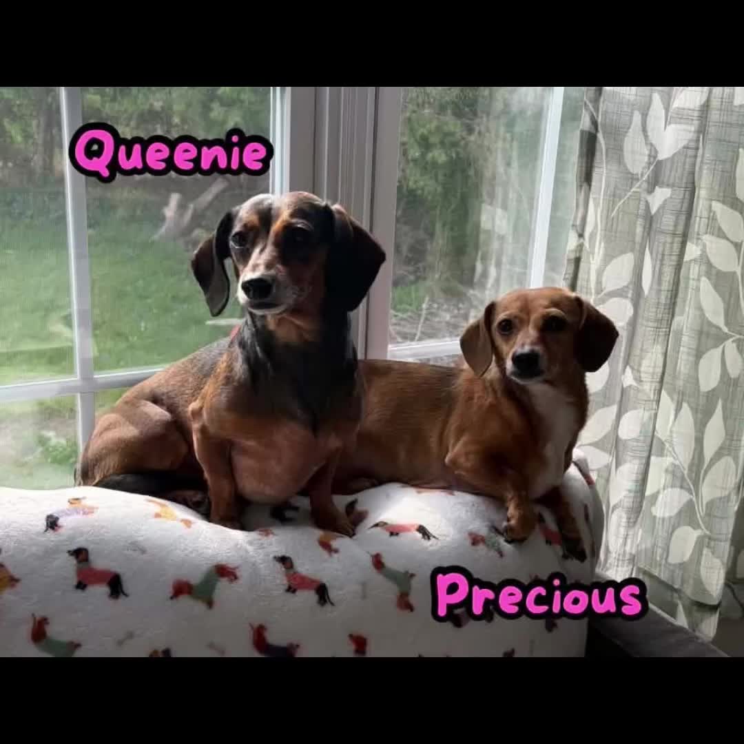@Friends Forever Animal Rescue