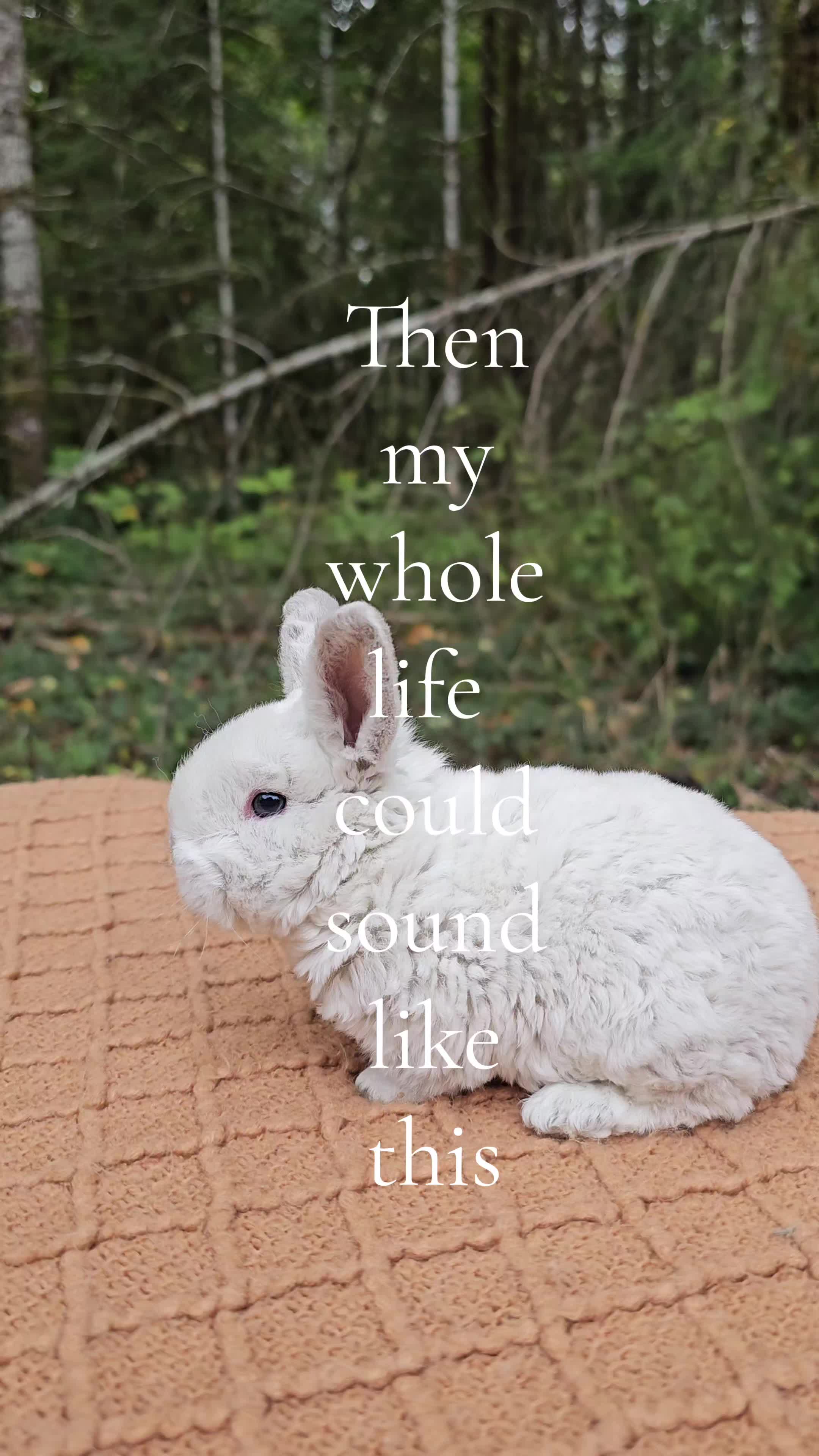 @Darling Rabbitry