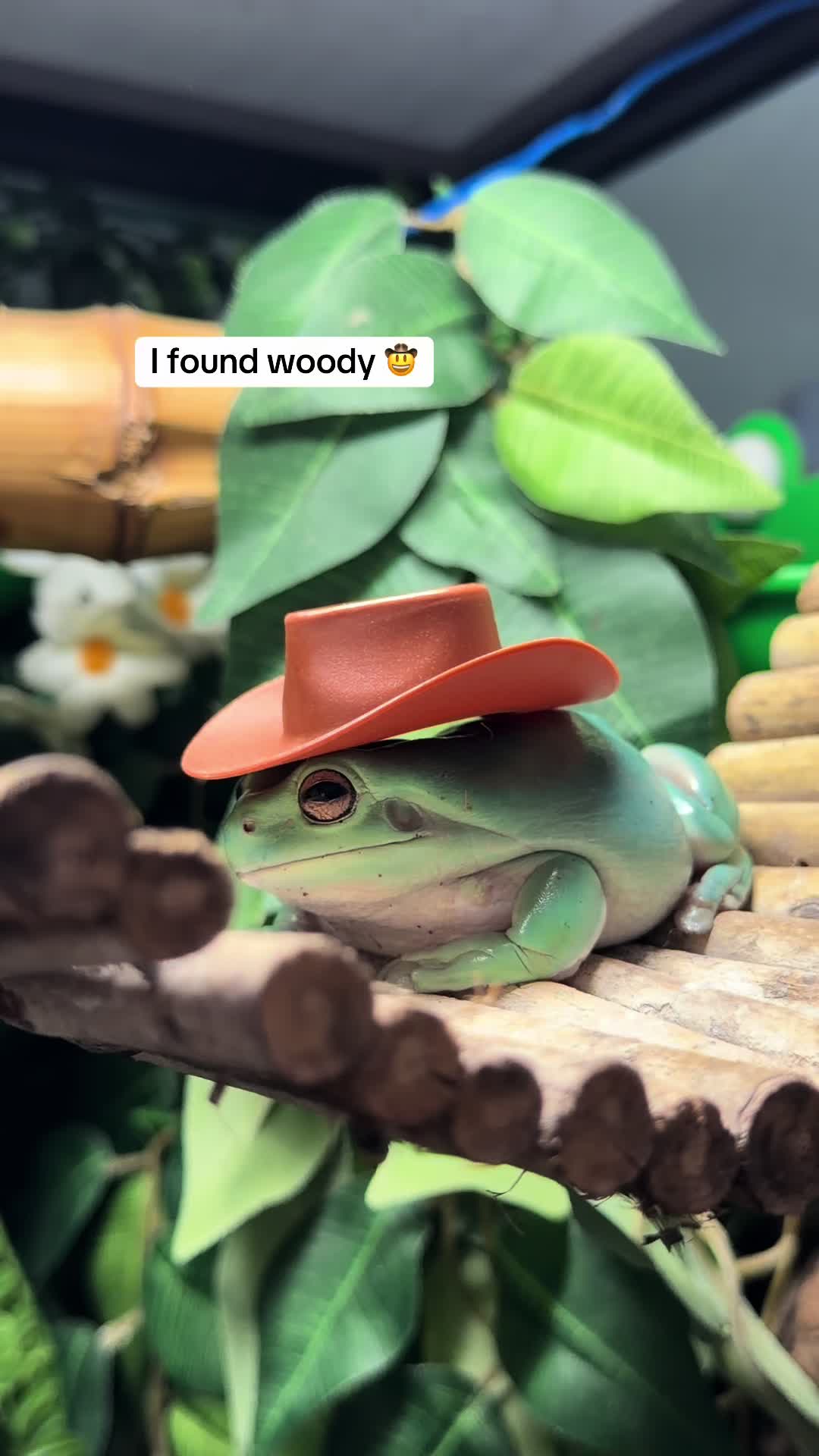 @frogsandoddities
