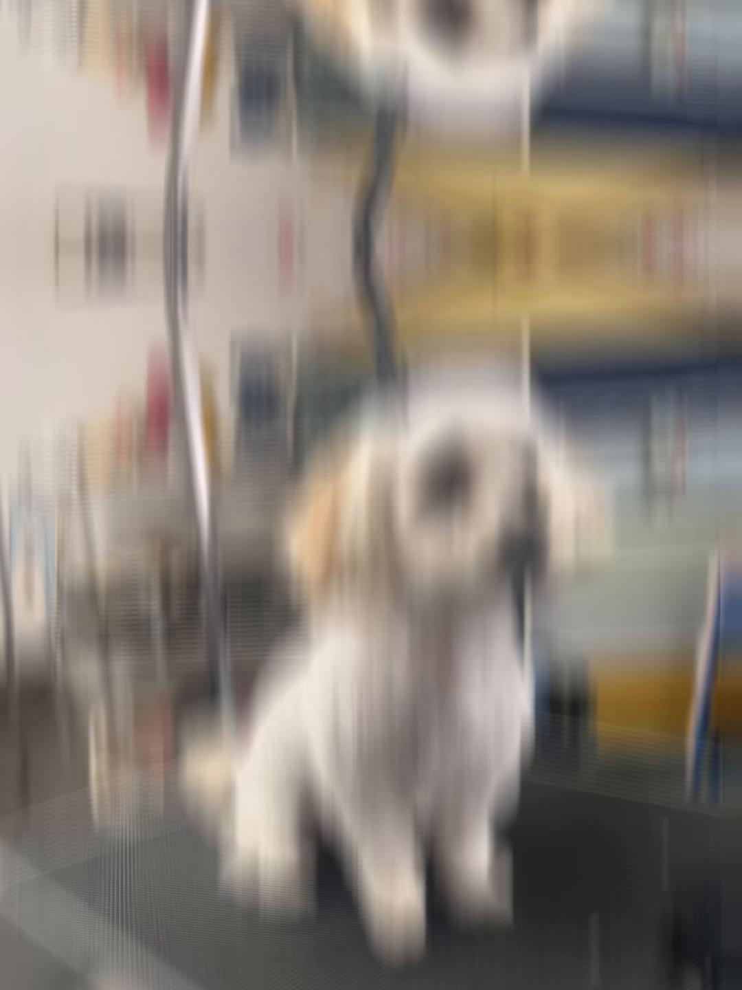@Doggie Dog World