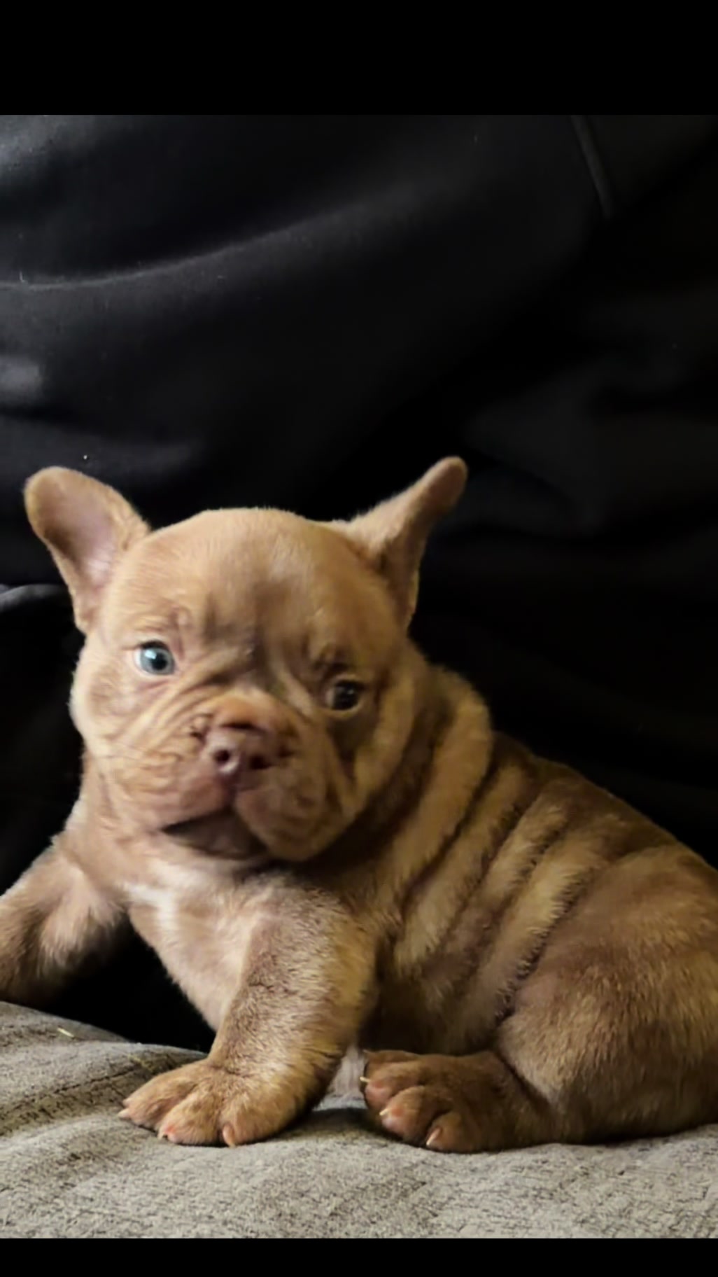 @Boxcitybullys