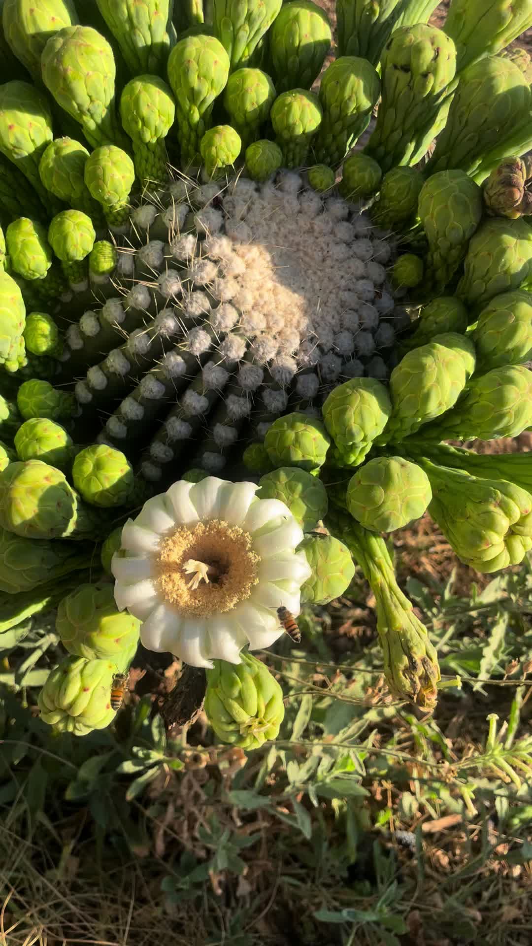 @BotanicalMaven