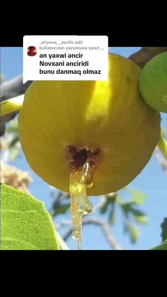 @ayazzz777