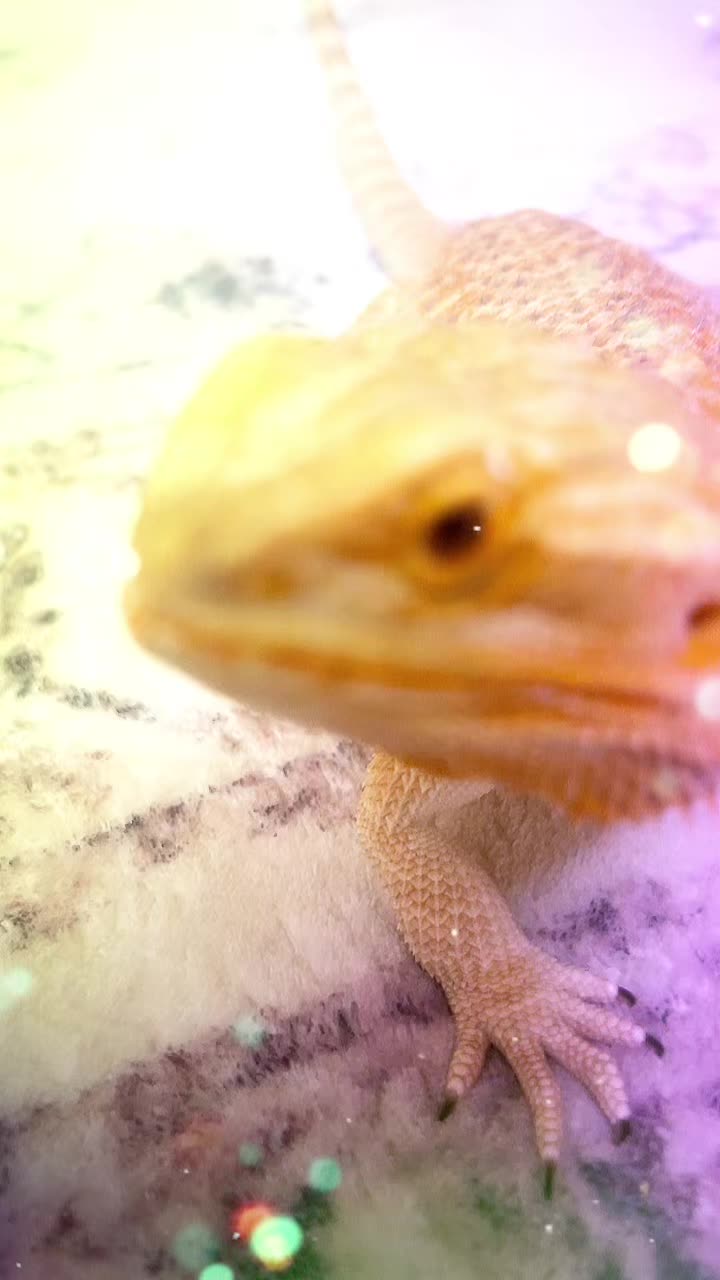 @Lizard in closet