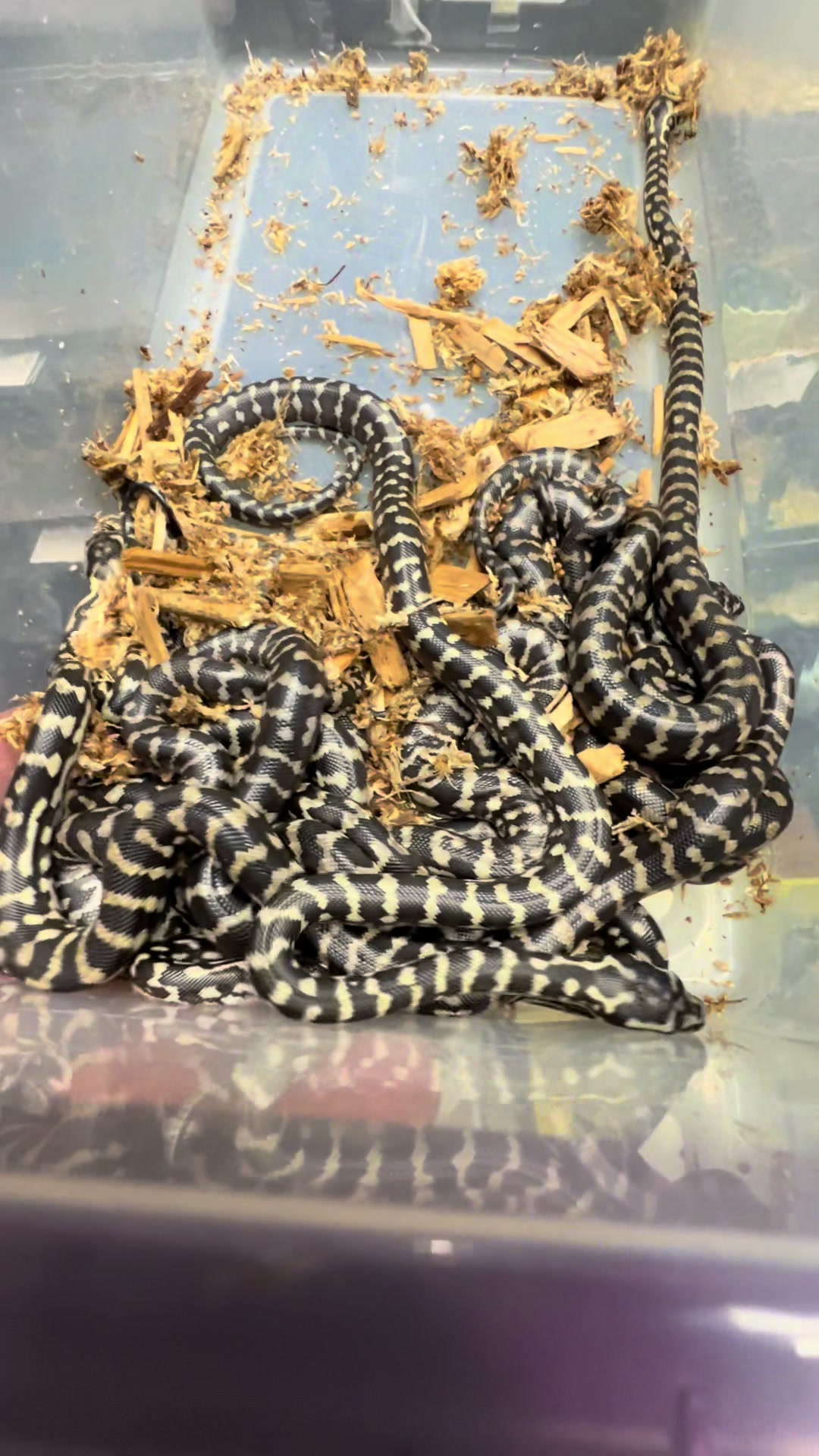 @rileys_reptiles
