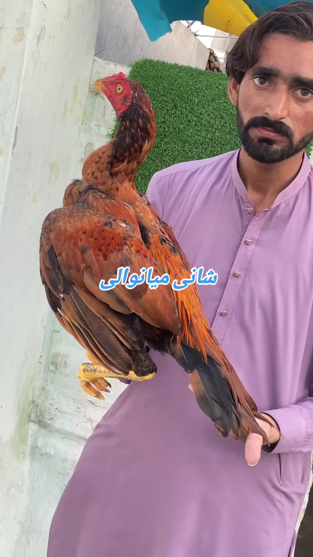 @Shani.Mianwali