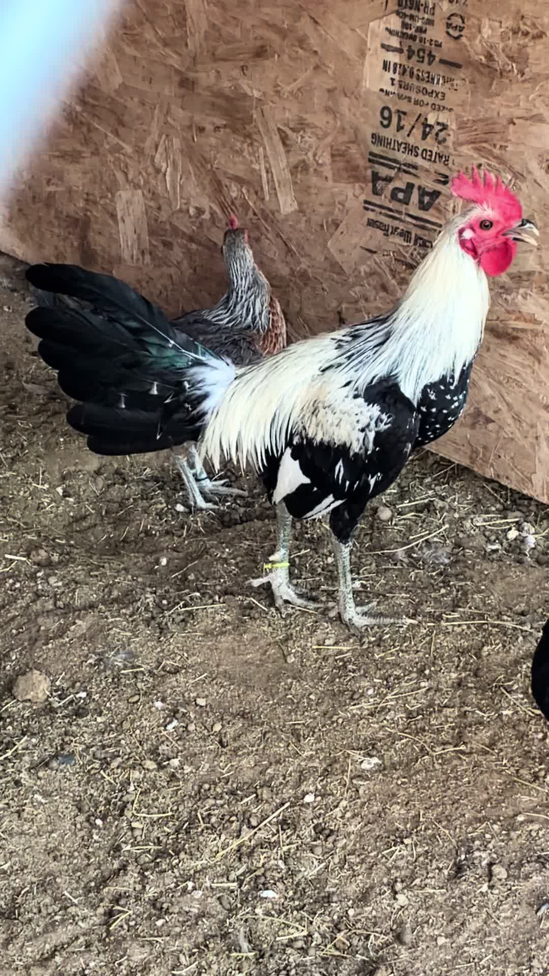 @A.MENDOZA.FARM.USA 74HWY