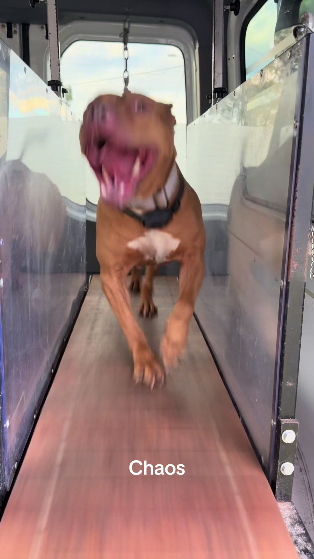 @Canine Conditioning