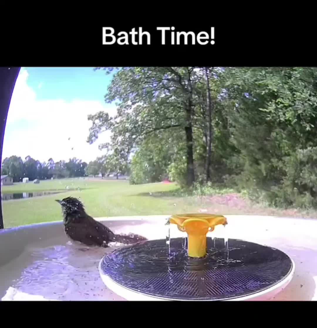 @BirderInaBronco