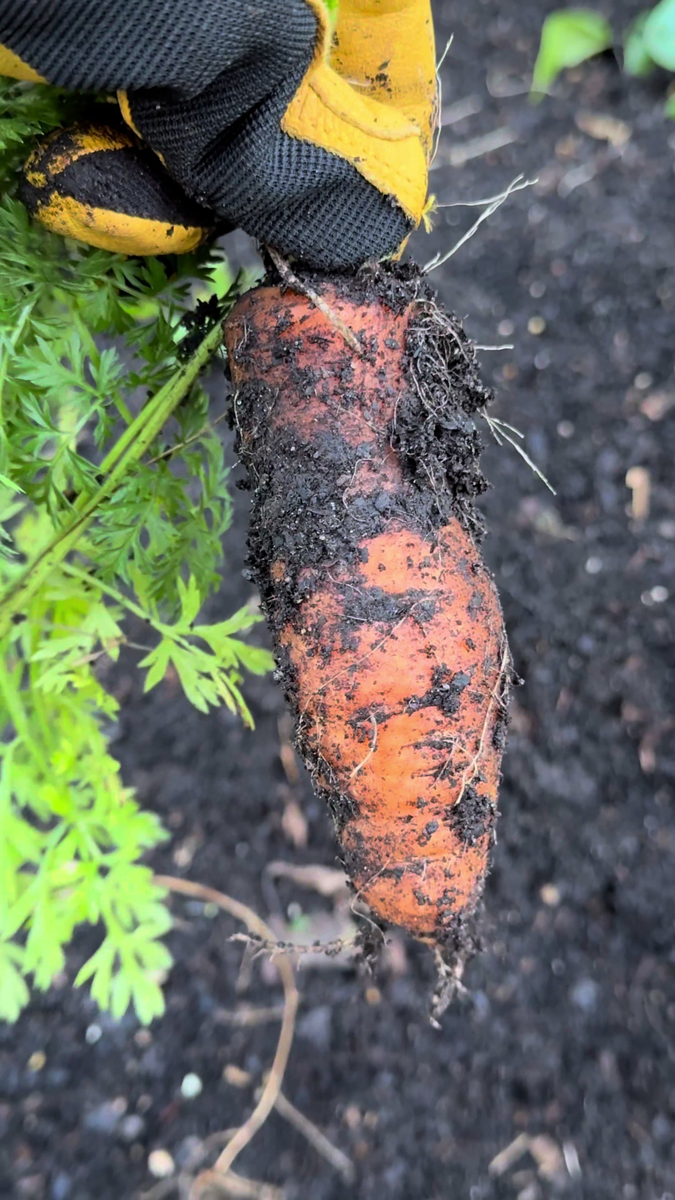 @Buff Gardener