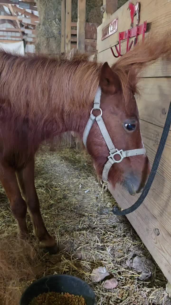 @Small Town Farm LLC