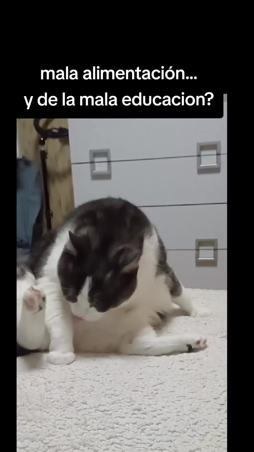 @Ana y los cuatro🐾
