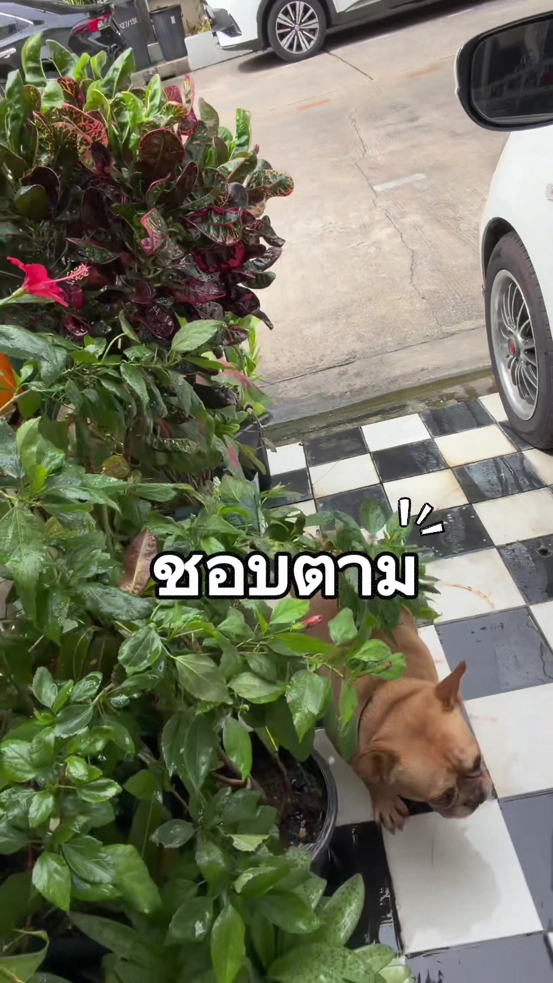 @ต้อกิ๊ฟช๊อป ช่องจริง