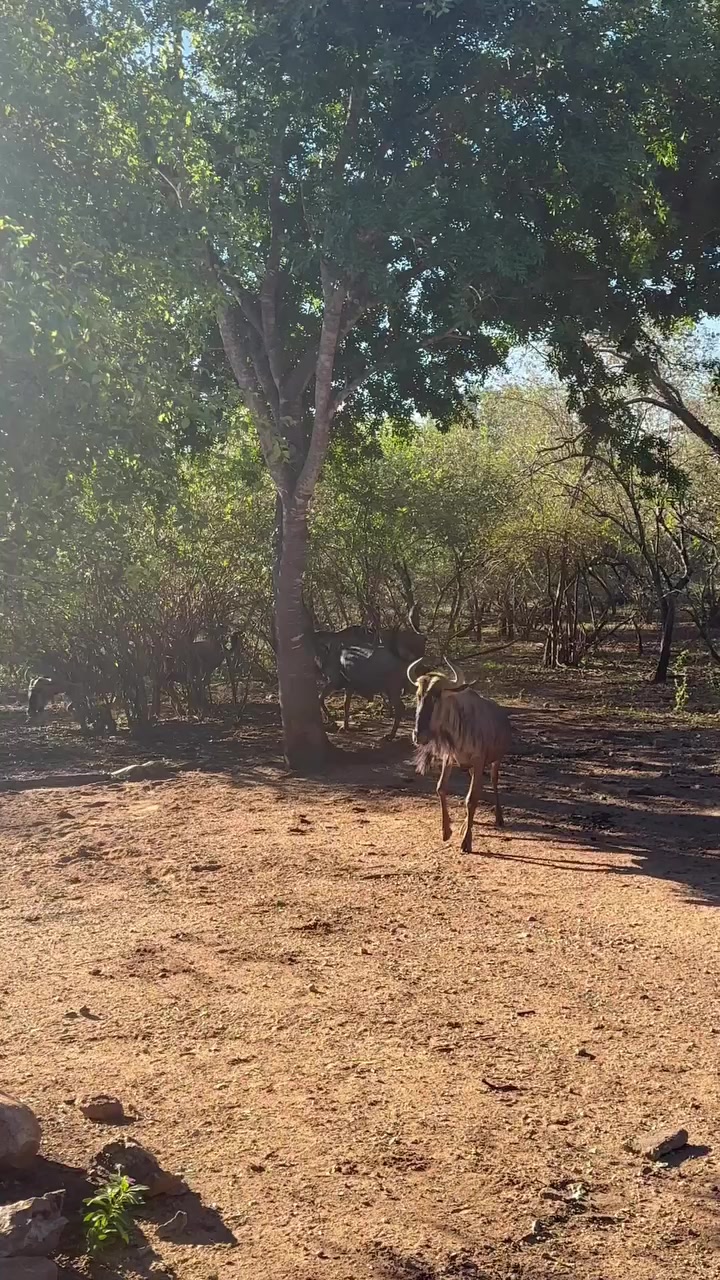 @Animals