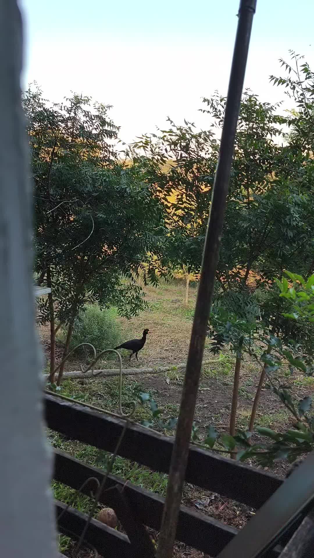 @IRA&Iacute; ANTUNES