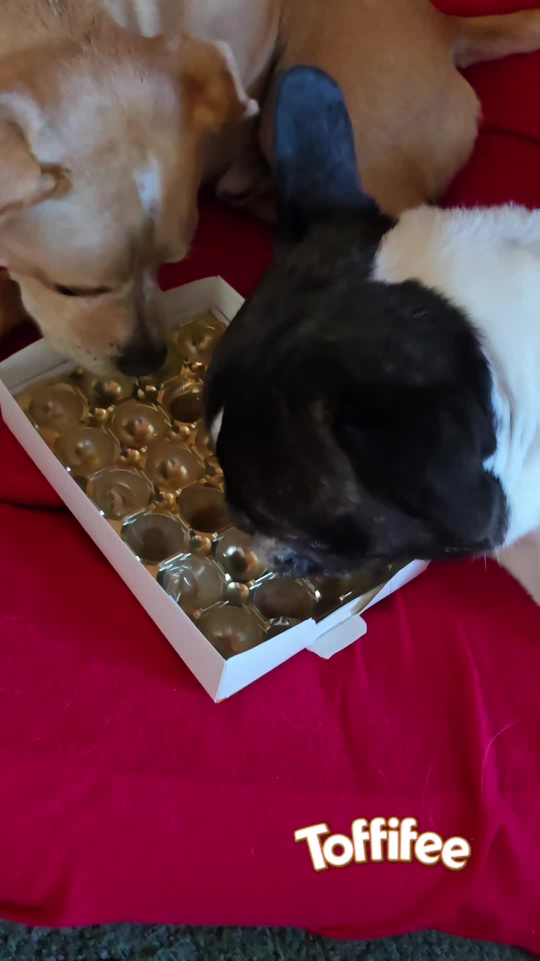 @Kylo und Samy 💙💙🐶🐕🍀🍀