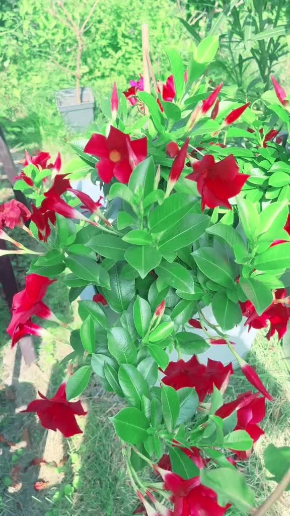 @🌹G&uuml;lo G&uuml;l🌹