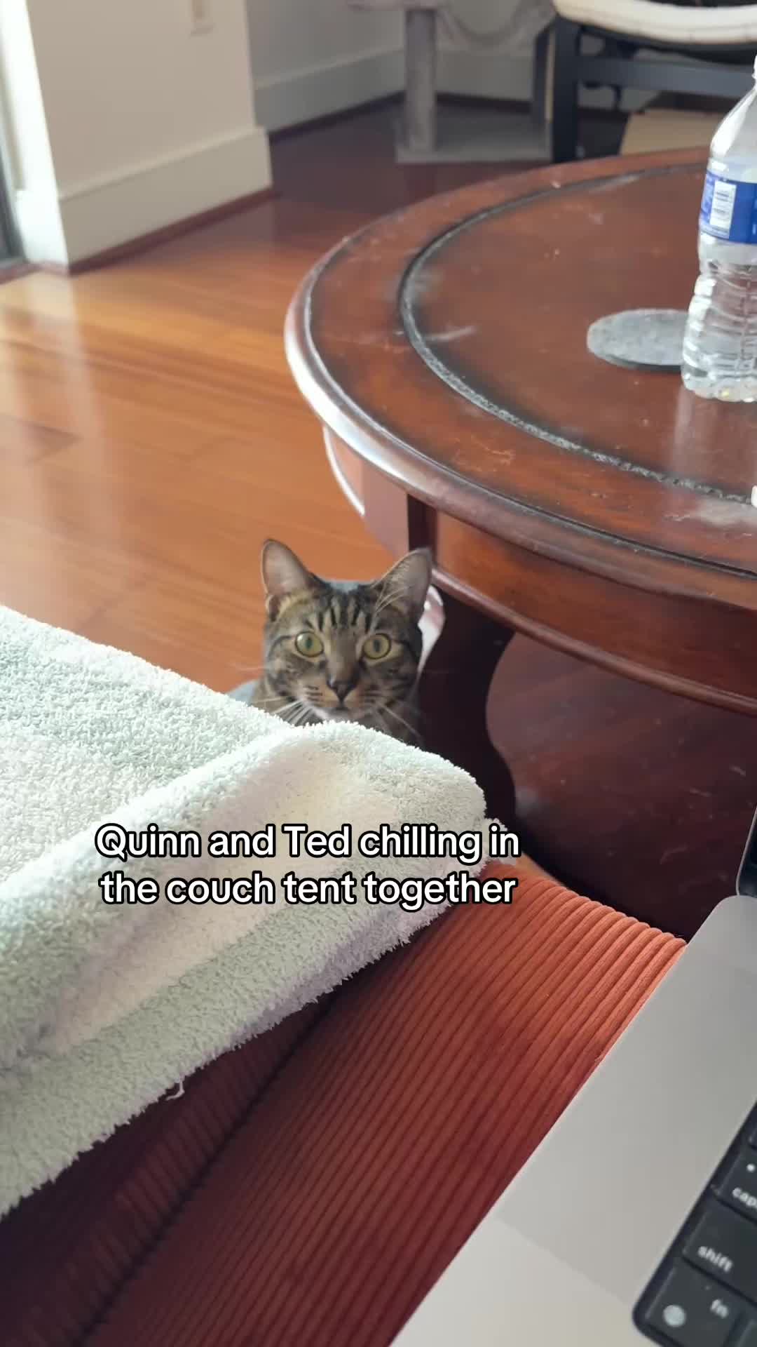@Quinn The Calico