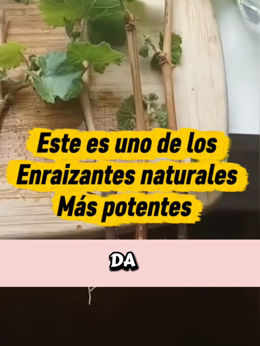 @Osshira| Jardineria y Huerto
