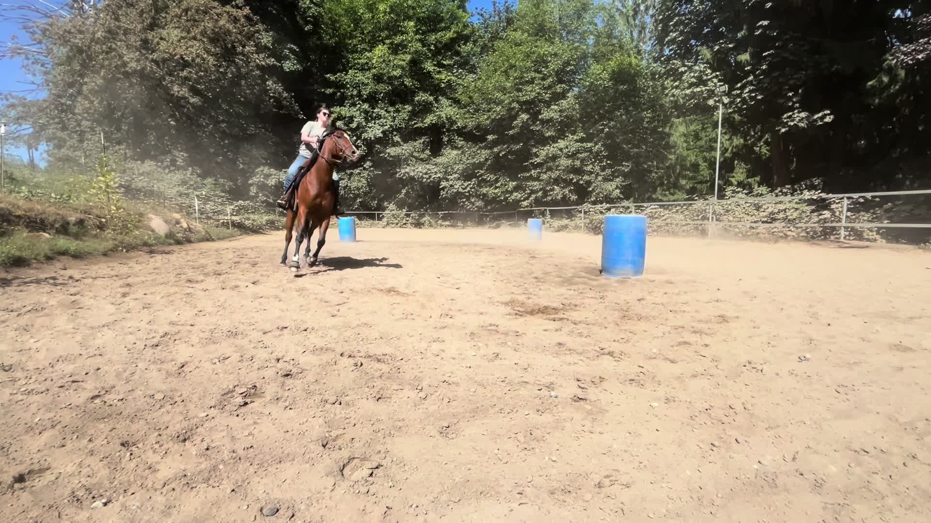 @TF Performance Horses