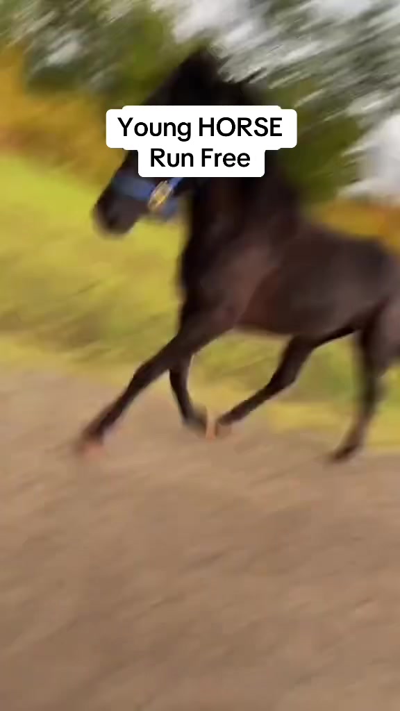 @Billy The Bad Ass Horse