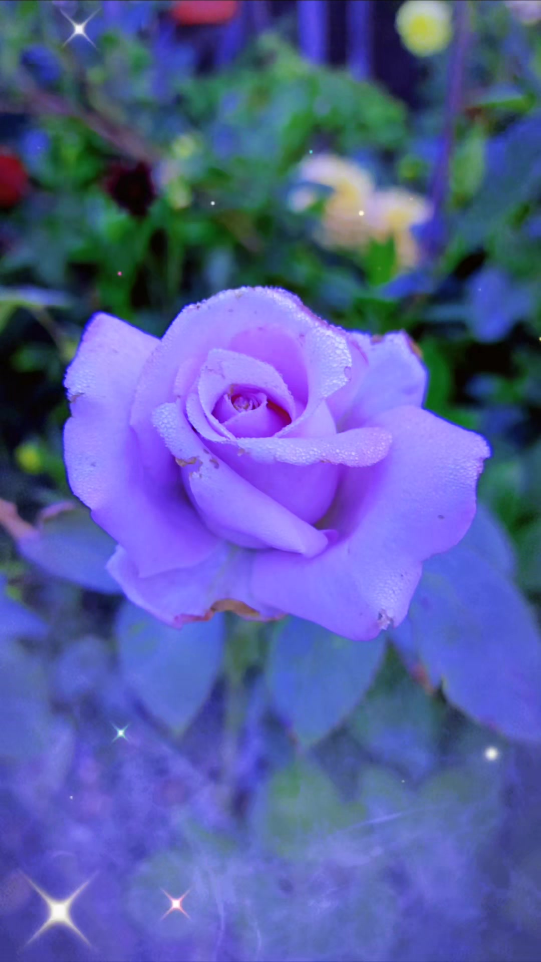 @QTZONE333