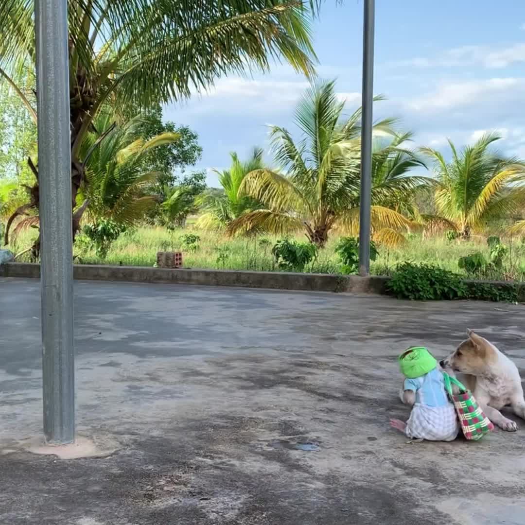 @Monkey TP