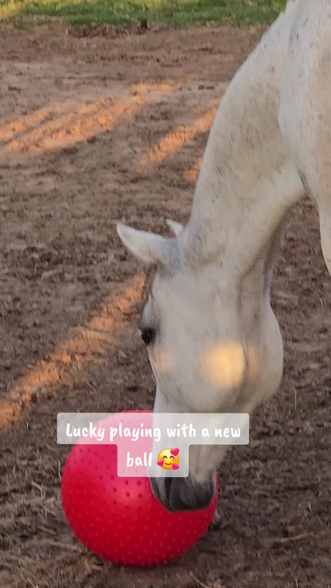 @Fonzy's Farm Rehab & Sanctuary