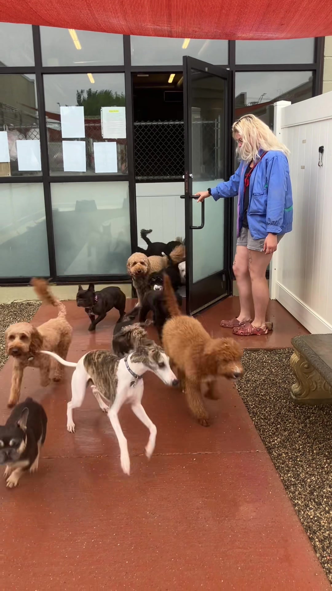 @Doggieinthewindow