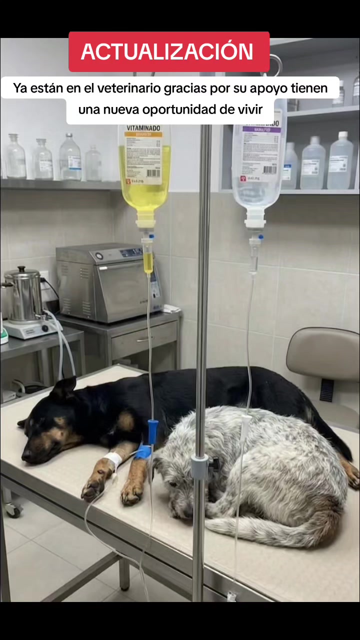@Asoc. Peluditos