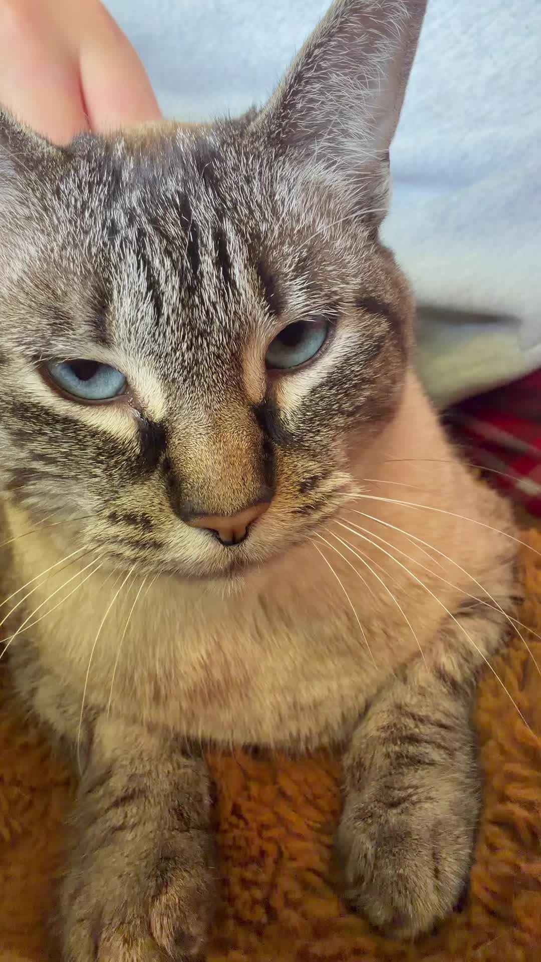 @PepperTheCat
