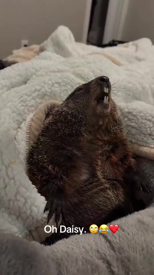 @Wilbur the Woodchuck