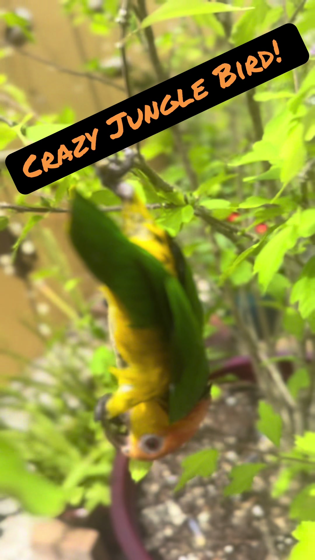 @Kyle The Caique