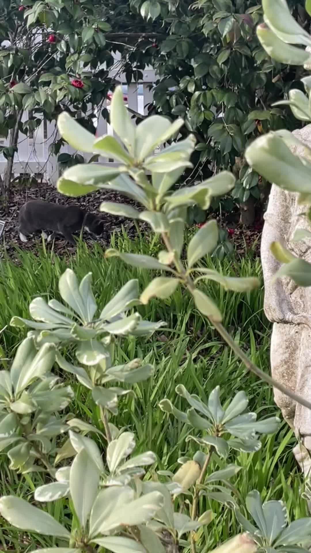 @LunaPuhtuna