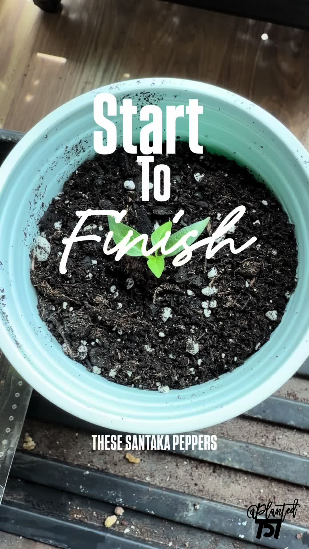 @Planted757